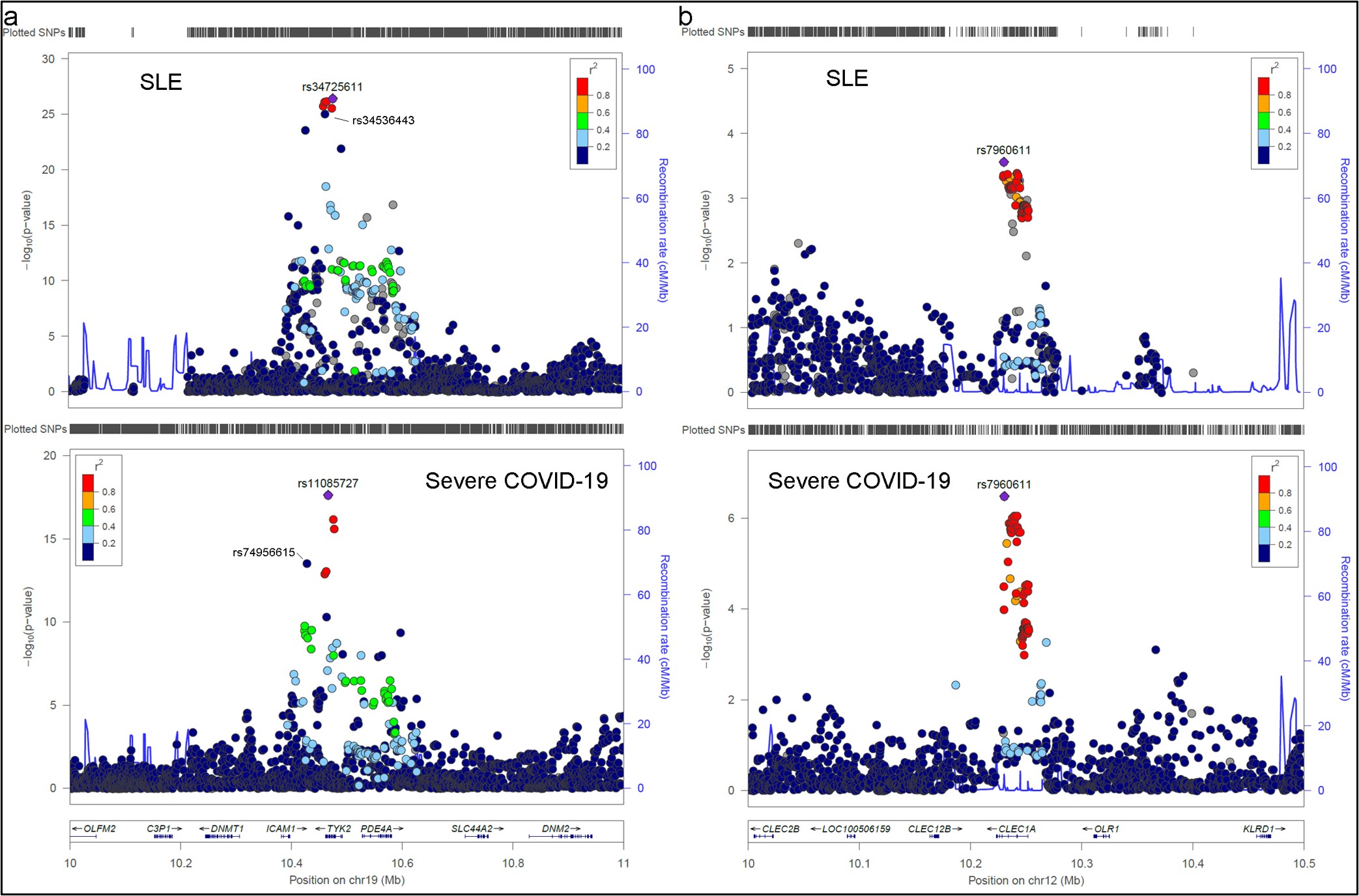 Regional genetic association plots comparing SLE and severe COVID-19